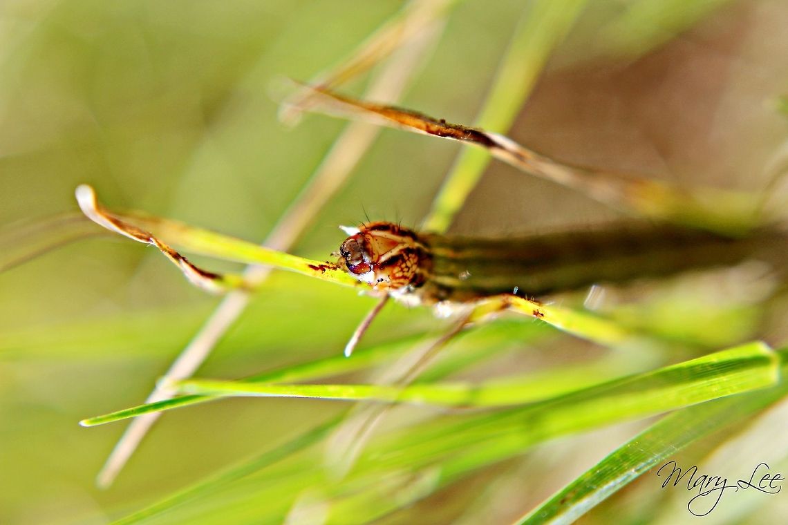 Oreana unicolorella I was able to get a close up on this caterpillar&#039;s head. He was pretty neat to watch running around in the grass. Geotagged,Oreana unicolorella,United States