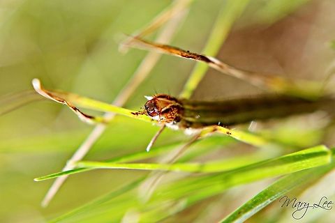 Oreana unicolorella I was able to get a close up on this caterpillar's head. He was pretty neat to watch running around in the grass. Geotagged,Oreana unicolorella,United States