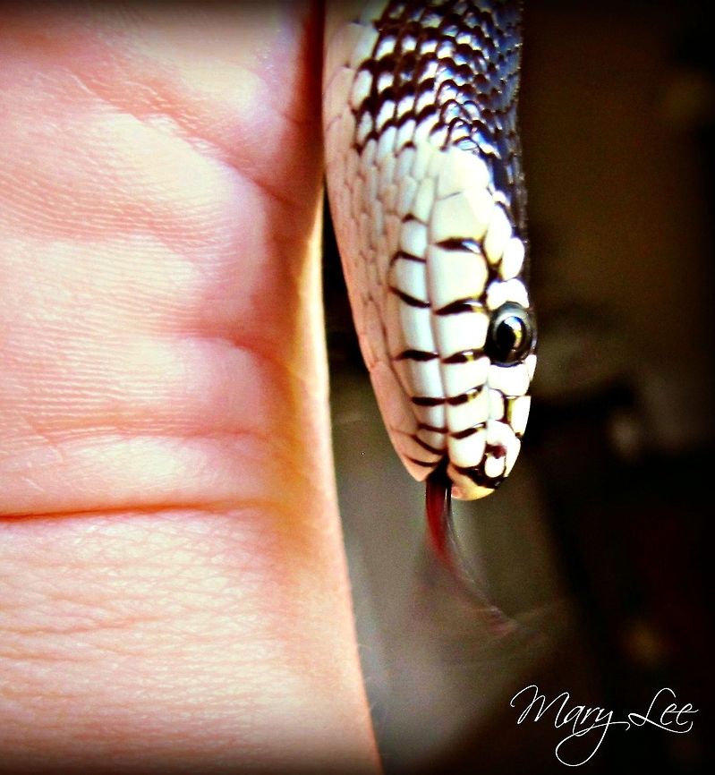 Snake tongue King Snakes are amazing creatures. They will actually scare away venomous snakes and will attack them. The king snake is the only non-venomous snake that will attack and eat a venomous snake. California kingsnake,Lampropeltis getula californiae