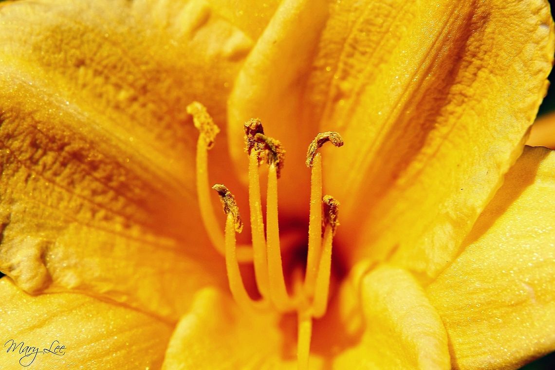 daylily I can not find the species of this flower. It is in the daylily catergory. The photo was taken in my garden in Augusta, GA