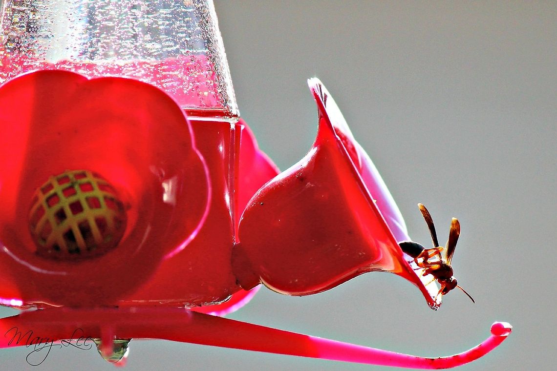 Polistes annularis I believe this to be the Polistes Annularis species of wasp. The photo was taken in Charleston, SC. The wasps seemed to love the hummingbird sugar water. Polistes annularis
