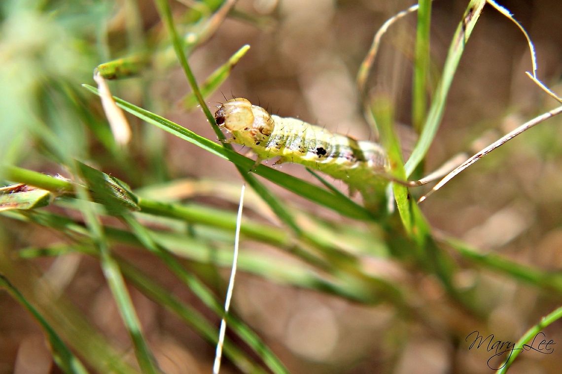 Oreana Unicolorella I love how it looks like he munching on the grass. Or maybe he was just hanging out. Oreana unicolorella
