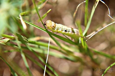 Oreana Unicolorella I love how it looks like he munching on the grass. Or maybe he was just hanging out. Oreana unicolorella