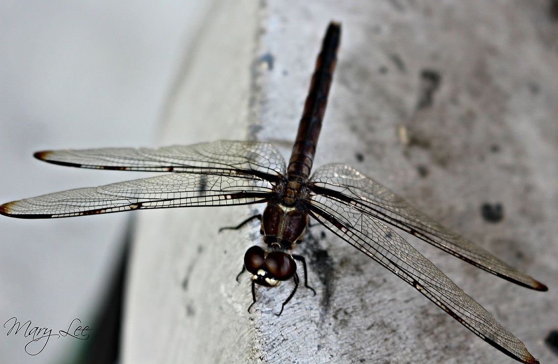 Swift Setwing Not the prettiest with the brown color but he really didn&#039;t mind me sticking around and taking pictures..so I enjoyed his company. Dythemis velox,Swift Setwing
