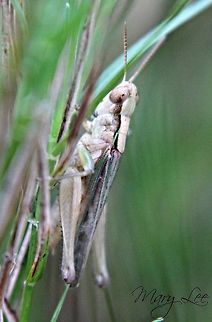 Grasshopper I'm not sure what species so maybe someone is better in that category. Found in Augusta, GA