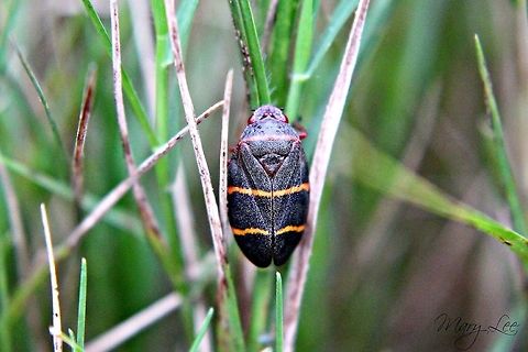 Spittlebug Our yard is usually covered with these bugs. I always liked trying to catch them as a child to see how long they would sit with me. Meadow froghopper,Philaenus spumarius,Prosapia bicincta,Two-lined spittlebug