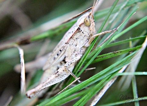 Spotted Grasshopper I'm not sure what this type of grasshopper is but I love the spots on him! Found in Augusta, GA.