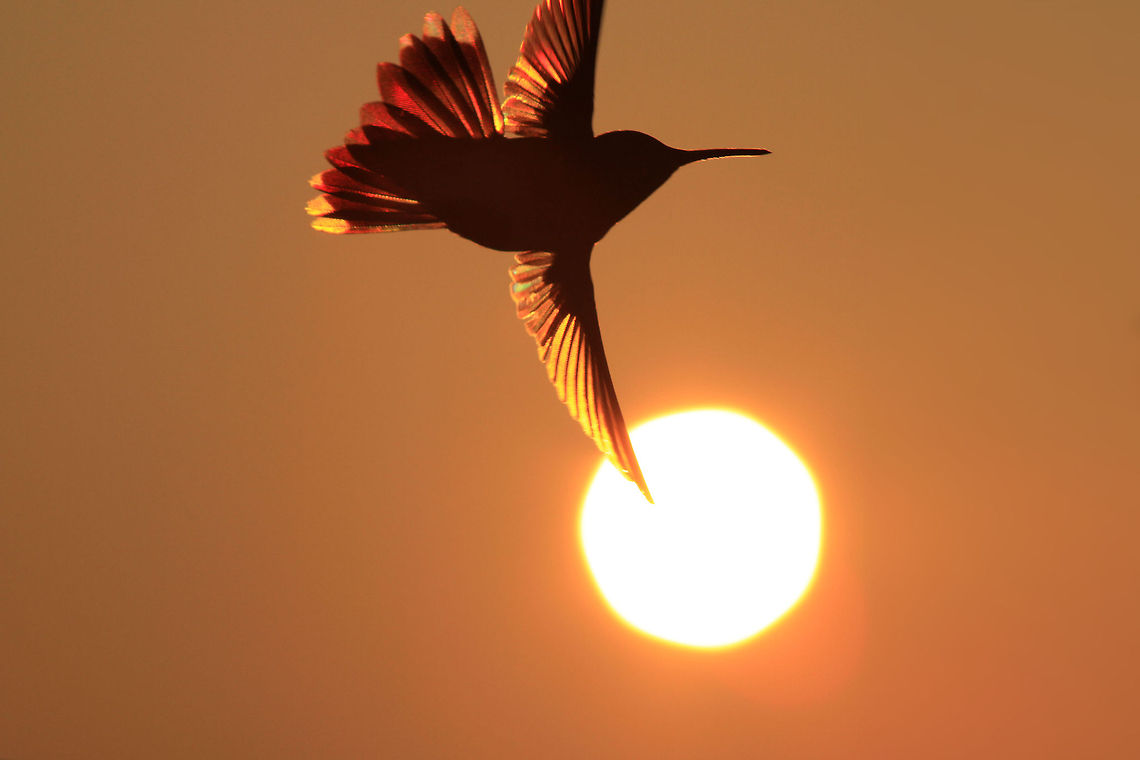 Morning Take Off I got up early and waited for the sun to come up from behind the Shenandoah mountain. When it was time I took my tripod out and went out to the front porch where grandma puts up hummingbird feeders every summer. I positioned my camera directly in front of the sun and held down the shutter button as the birds fed in a frenzy. Archilochus colubris,Geotagged,Ruby-throated hummingbird,United States,action,fly,mood,morning,nature,sun,sunrise