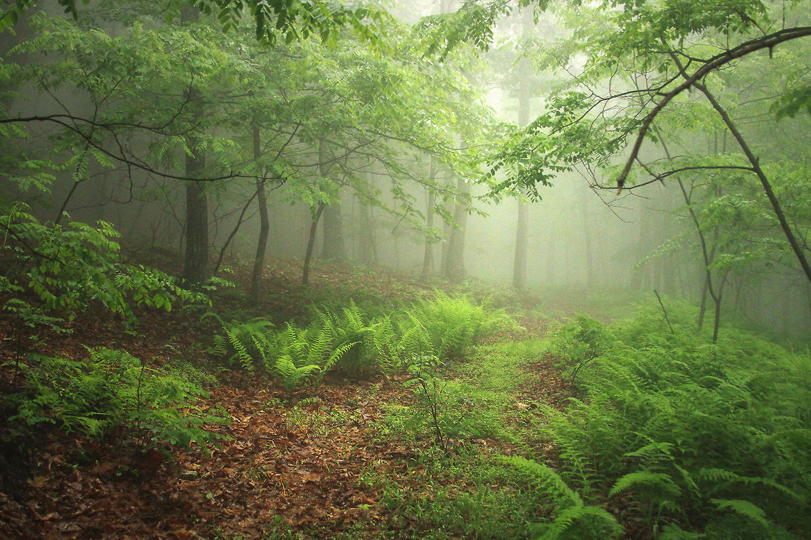 Path Beyond Fern One of my favorite places is the top of the Sweedlin on my grandparent&#039;s property in West Virginia. I love hiking up there to take pictures especially early morning after a nights rain. Athyrium filix-femina,Geotagged,Lady Fern,United States