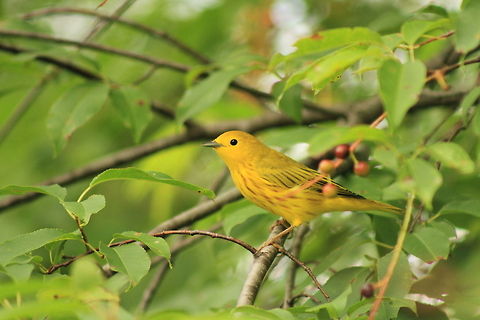 Yellow Warbler One of the prettiest birds I have seen in West Virginia. Geotagged,Setophaga petechia,United States,Yellow Warbler