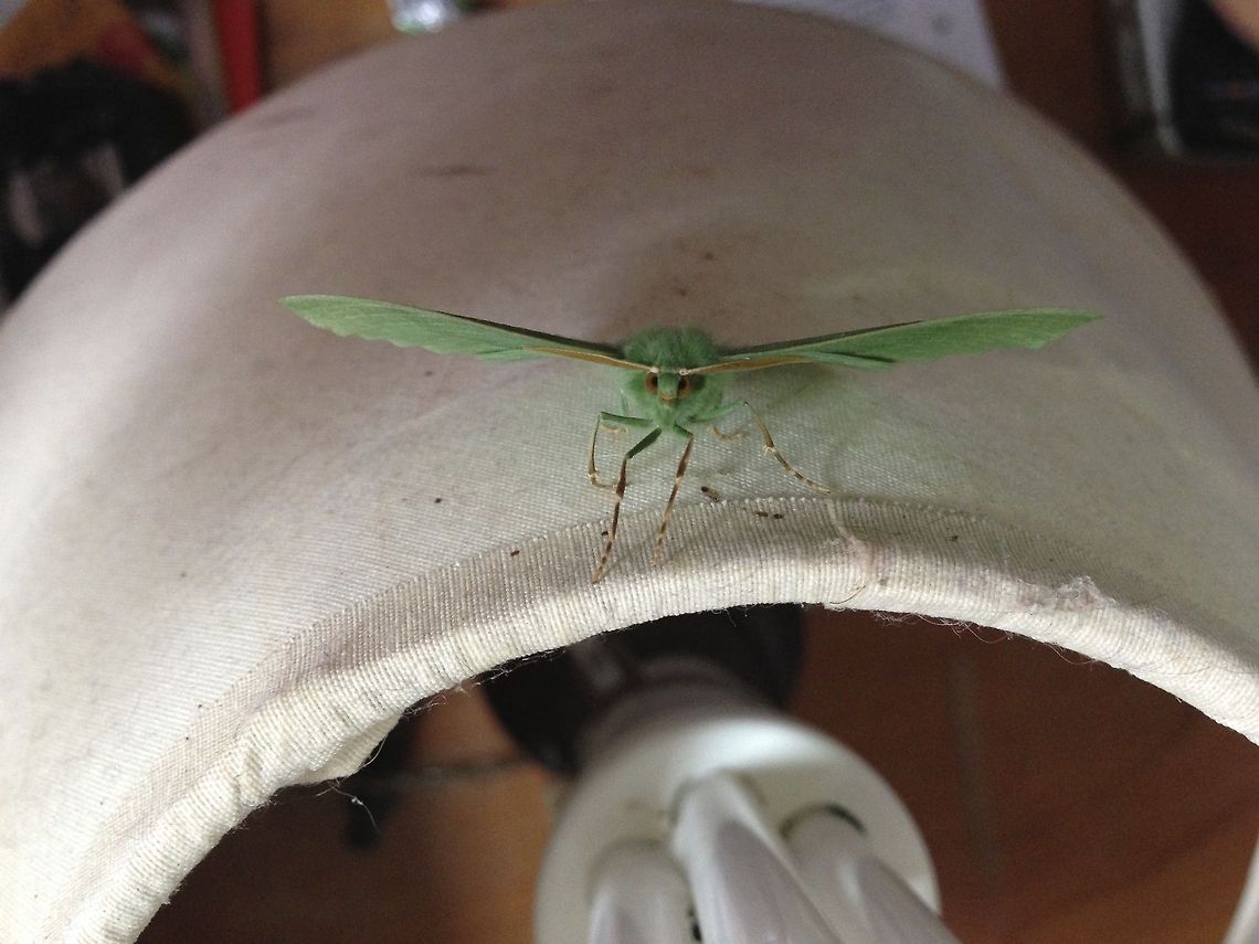 Small Emerald Moth Staring into Camera We found this little moth in our house and I've never seen such a clear expression on a moth's face! Hemistola chrysoprasaria,camera stare eyes