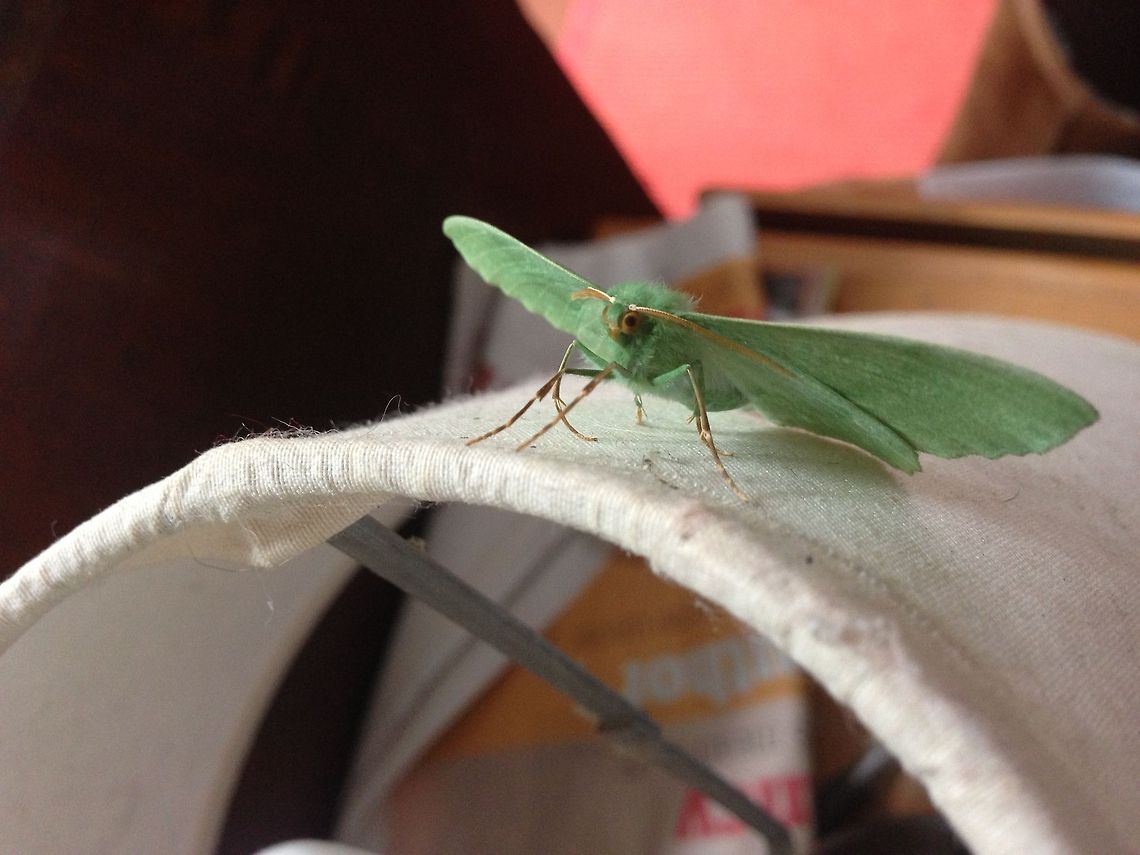 Inquisitive  Hemistola chrysoprasaria,Small Emerald,emerald moth inquisitive