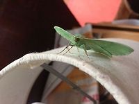 Inquisitive  Hemistola chrysoprasaria,Small Emerald,emerald moth inquisitive