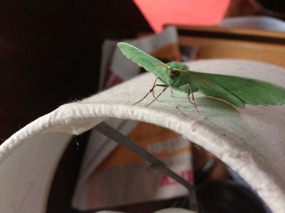 Curious little small emerald moth inquisitive face Hemistola chrysoprasaria