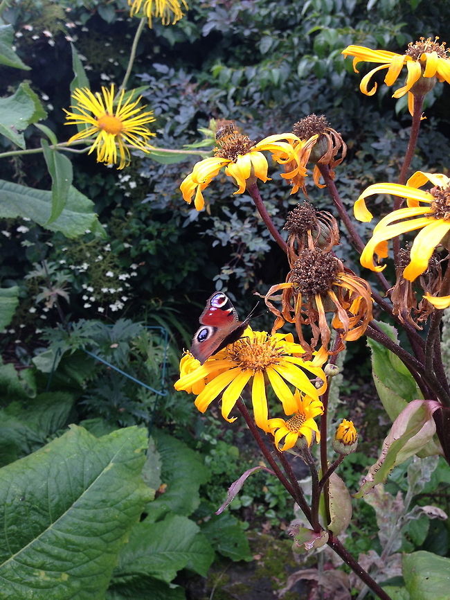 IMG_4791  European Peacock,Inachis io