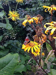 IMG_4791  European Peacock,Inachis io