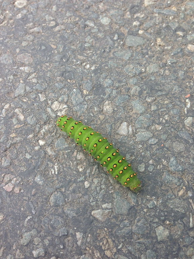 Emperor moth caterpillar  Saturnia pavonia,Small Emperor Moth