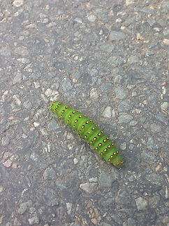 Emperor moth caterpillar  Saturnia pavonia,Small Emperor Moth
