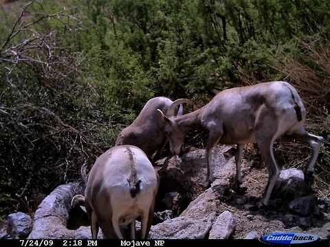 At the watering hole Desert Mountain Sheep in Mojave National Preserve Bighorn sheep,Desert Mountain Sheep,Mojave National Preserve,Ovis canadensis,camera trap
