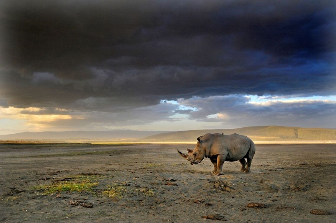 Mr. Grumpy Stripes A lone rhino awaits a storm on the edge of the dry Lake Nakuru in Kenya. Africa,Ceratotherium simum,Geotagged,Kenya,Landscapes,Rhino,White rhinoceros,Wildlife,chris minihane,endangered,storm
