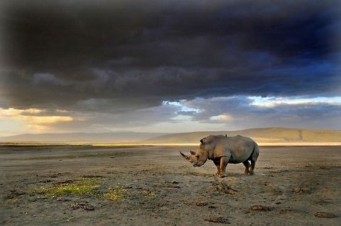 Mr. Grumpy Stripes A lone rhino awaits a storm on the edge of the dry Lake Nakuru in Kenya. Africa,Ceratotherium simum,Geotagged,Kenya,Landscapes,Rhino,White rhinoceros,Wildlife,chris minihane,endangered,storm