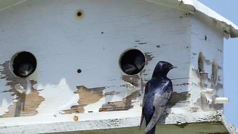 occupancy sign says full at this purple martin house!  Geotagged,Progne subis,United States,purple martin