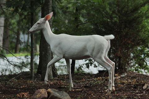 Rare and beautiful 100% albino white-tailed deer Snow white albino doe Geotagged,Odocoileus virginianus,United States,White-tailed Deer
