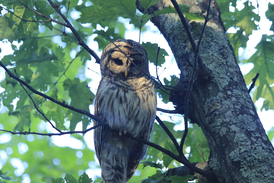 Barred Owl in Shenandoah national park This is the male owl. The female and baby were in different tree&#039;s Barred Owl,Strix varia,owl