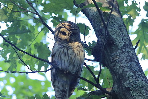 Barred Owl in Shenandoah national park This is the male owl. The female and baby were in different tree's Barred Owl,Strix varia,owl