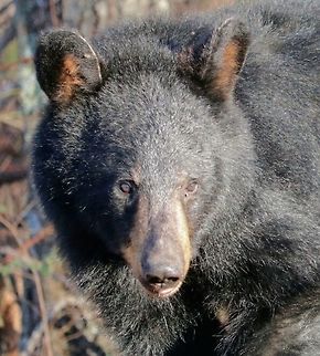 American Black Bear enjoying the warm sun The cub was eating berries and acorns at Dundo picnic area, Shenandoah National Park, Virginia American black bear,Ursus americanus