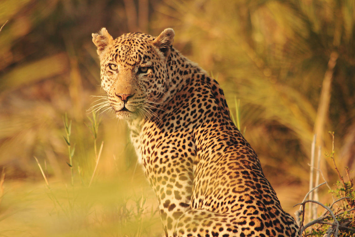 Leopard A leopard on the hunt in South Africa. African Leopard,Panthera pardus pardus,beautiful,elegant,looking,pose,spots,turn around