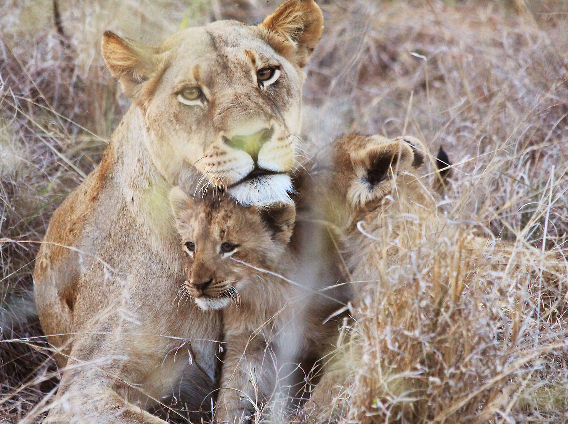 Lion Cubs and Lioness A Lion mother and her young reuniting after a hunt. Group,Lion,Lioness,Panthera leo,cub,cute,family