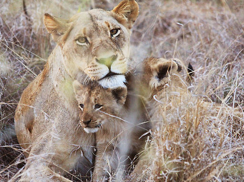 Lion Cubs and Lioness A Lion mother and her young reuniting after a hunt. Group,Lion,Lioness,Panthera leo,cub,cute,family