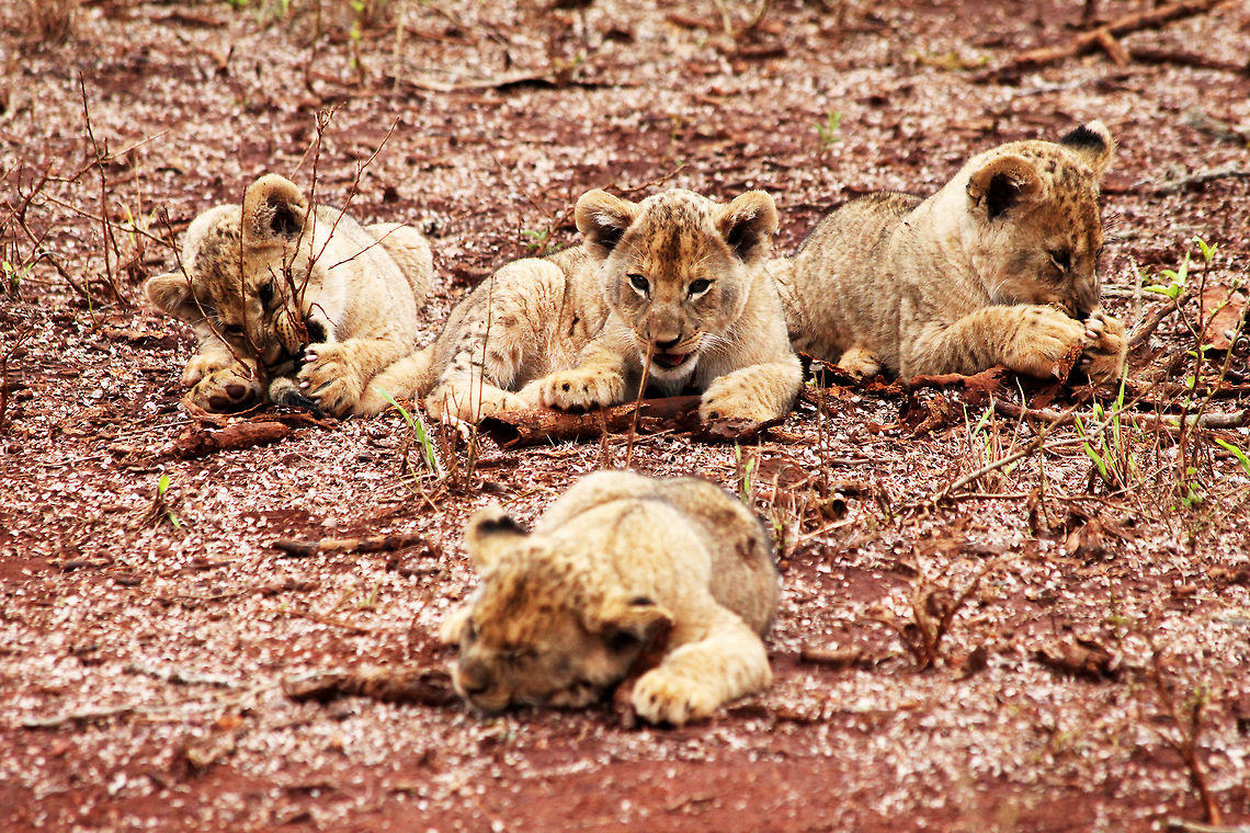 Lion Cubs Lion Cubs hard at Play at Kruger Park, South Africa Cubs,Lion,Panthera leo,cute,family,happy,napping,playful,sweet