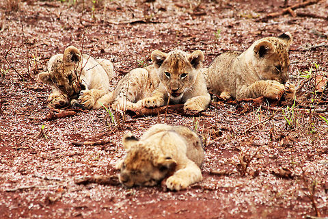 Lion Cubs Lion Cubs hard at Play at Kruger Park, South Africa Cubs,Lion,Panthera leo,cute,family,happy,napping,playful,sweet
