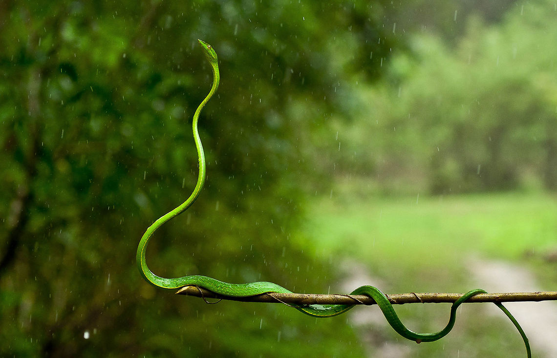 Green Vine Snake enjoying the Monsoon Rains! When the monsoons arrive, the whole of the land mass turns more lush and green and more beautiful. It is the season of life. May it be the canopy or the forest floor, everything gains and regains life and starts their activities. This Green Vine Snake(Ahaetulla nasuta), a mildly venomous beauty searches for its meal in the pouring rain and tries to move to a higher tree. Ahaetulla nasuta,Ghats,Green vine snake or Long-nosed whip snake,India,Nikon,Rain,Western,green,greeny,mildly,photography,premkumar,snake,suhaas,suhas,venomous,vine,water,wine