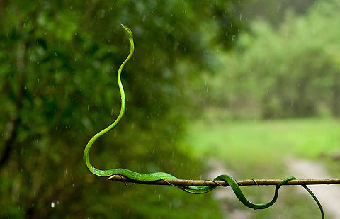 Green vine snake