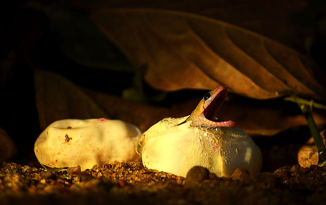 The First Breath LIfe! - The most beautiful thing on this earth. There can't be a better moment to witness it. This beautiful trinket snake (Coelognathus helena) baby emerging out of its egg kind of gave me a new life. Felt like a father to see this baby being born. Although it was more than 3 hours that I waited motion less in front of this lovely baby, it seemed like nothing to me, it just went like a second.  Coelognathus,Coelognathus helena,India,Reptiles,Squamata,Trinket snake,birth,born,egg,photography,premkumar,snake,suhaas,suhas,trinket,venomous