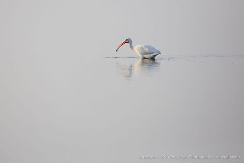 White Ibis White Ibis feeding in lagoon, Crooked Tree Wildlife Sanctuary, Belize - TR_130320_CTWS8069 American White Ibis,Belize,CTWS,Crooked Tree Village,Crooked Tree wildlife Sanctuary,Eudocimus albus,protected area,waterbirds