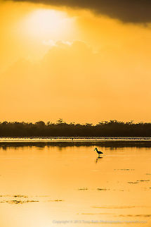 Jabiru Stork at Sunrise Jabiru Stork at Sunrise, Crooked Tree Wildlife Sanctuary, Belize - TR_130320_CTWS8025 Belize,CTWS,Crooked Tree Village,Crooked Tree wildlife Sanctuary,Jabiru,Jabiru mycteria,protected area,waterbirds