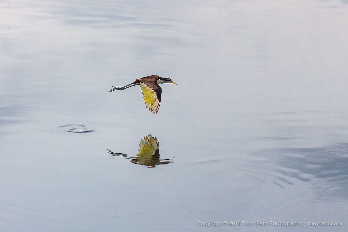 Northern Jacana Northern Jacana flying over mirror water, Crooked Tree Wildlife Sanctuary, Belize - TR_130320_CTWS7933 Belize,CTWS,Crooked Tree Village,Crooked Tree wildlife Sanctuary,Jacana spinosa,Northern Jacana,protected area,waterbirds