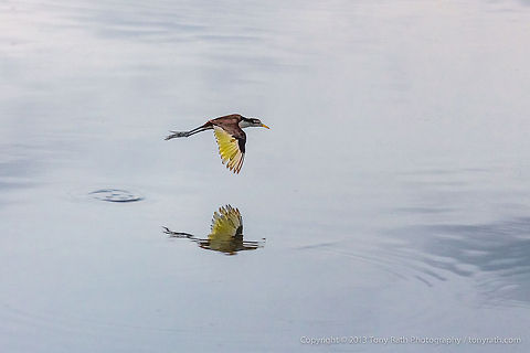 Northern Jacana Northern Jacana flying over mirror water, Crooked Tree Wildlife Sanctuary, Belize - TR_130320_CTWS7933 Belize,CTWS,Crooked Tree Village,Crooked Tree wildlife Sanctuary,Jacana spinosa,Northern Jacana,protected area,waterbirds