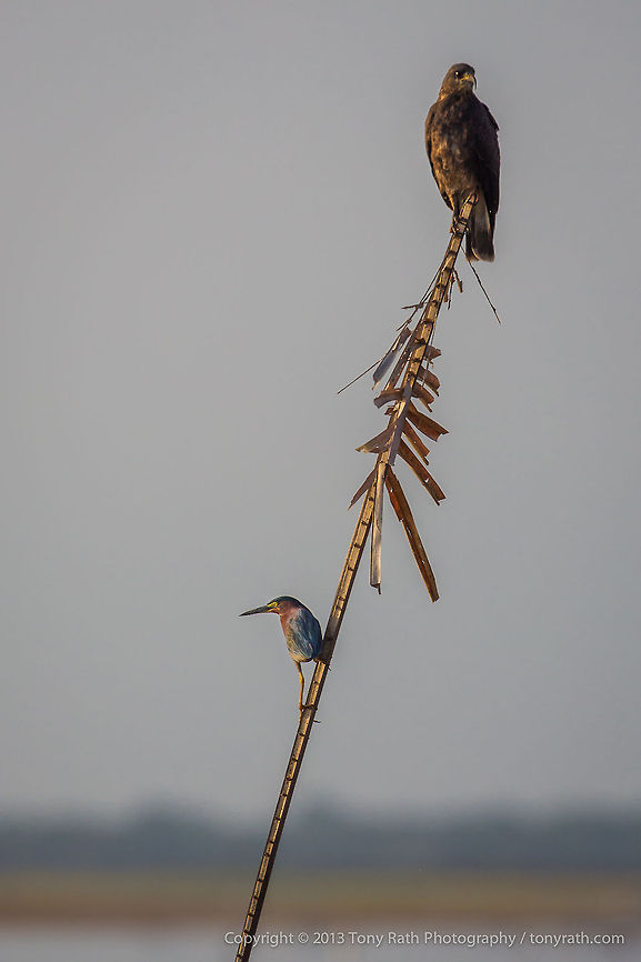 Snail Kite and Green Heron Snail Kite and Green Heron share a perch, Crooked Tree Wildlife Sanctuary, Belize - TR_130320_CTWS8075 Belize,CTWS,Crooked Tree Village,Crooked Tree wildlife Sanctuary,Rostrhamus sociabilis,Snail Kite,protected area,waterbirds