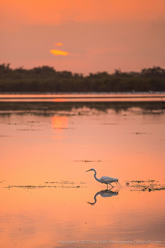 Great Egret Great Egret feeding at sunrise, Crooked Tree Wildlife Sanctuary, Belize - TR_130320_CTWS7953 Ardea alba,Belize,CTWS,Crooked Tree Village,Crooked Tree wildlife Sanctuary,Great Egret,protected area,waterbirds