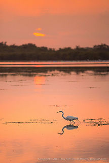 Great Egret Great Egret feeding at sunrise, Crooked Tree Wildlife Sanctuary, Belize - TR_130320_CTWS7953 Ardea alba,Belize,CTWS,Crooked Tree Village,Crooked Tree wildlife Sanctuary,Great Egret,protected area,waterbirds