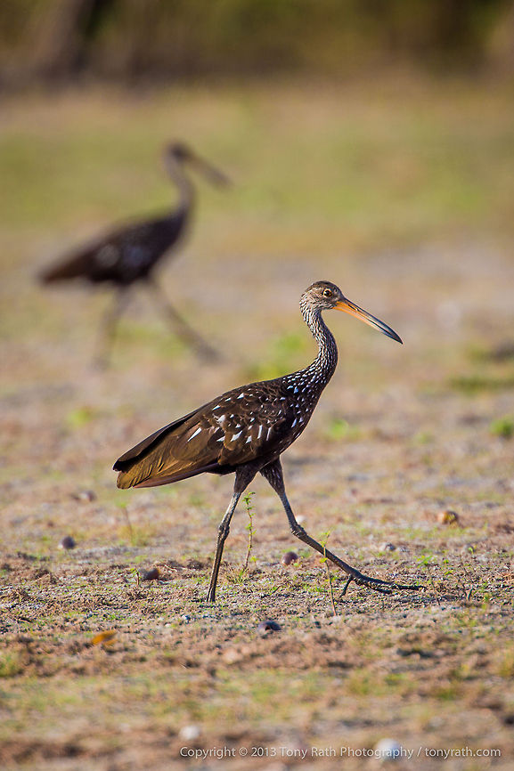 Limpkin Limpkin, Crooked Tree Wildlife Sanctuary, Belize - TR_130320_CTWS8118 Aramus guarauna,Belize,CTWS,Crooked Tree Village,Crooked Tree wildlife Sanctuary,Limpkin,protected area,waterbirds