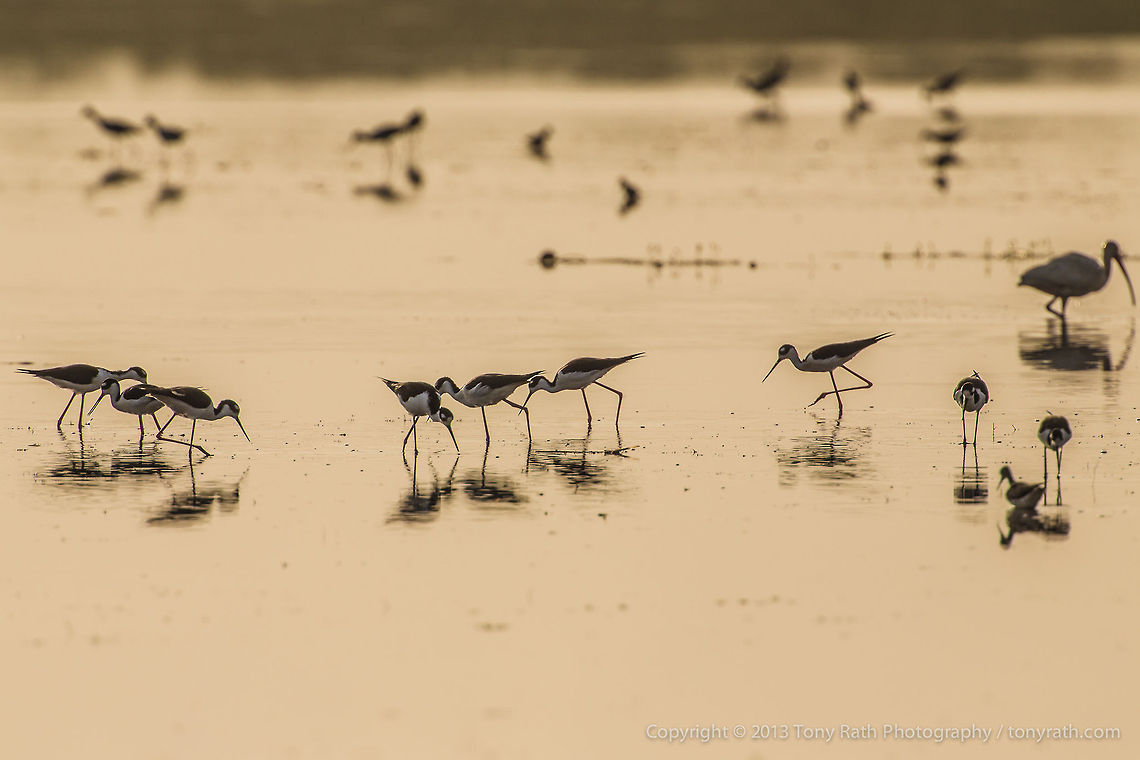 Black-Necked Stilts Black-Necked Stilts feeding, Crooked Tree Wildlife Sanctuary, Belize - TR_130320_CTWS8136 Belize,Black-necked Stilt,CTWS,Crooked Tree Village,Crooked Tree wildlife Sanctuary,Himantopus mexicanus,protected area,waterbirds