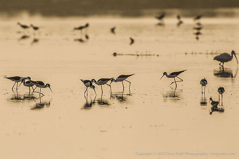 Black-Necked Stilts Black-Necked Stilts feeding, Crooked Tree Wildlife Sanctuary, Belize - TR_130320_CTWS8136 Belize,Black-necked Stilt,CTWS,Crooked Tree Village,Crooked Tree wildlife Sanctuary,Himantopus mexicanus,protected area,waterbirds