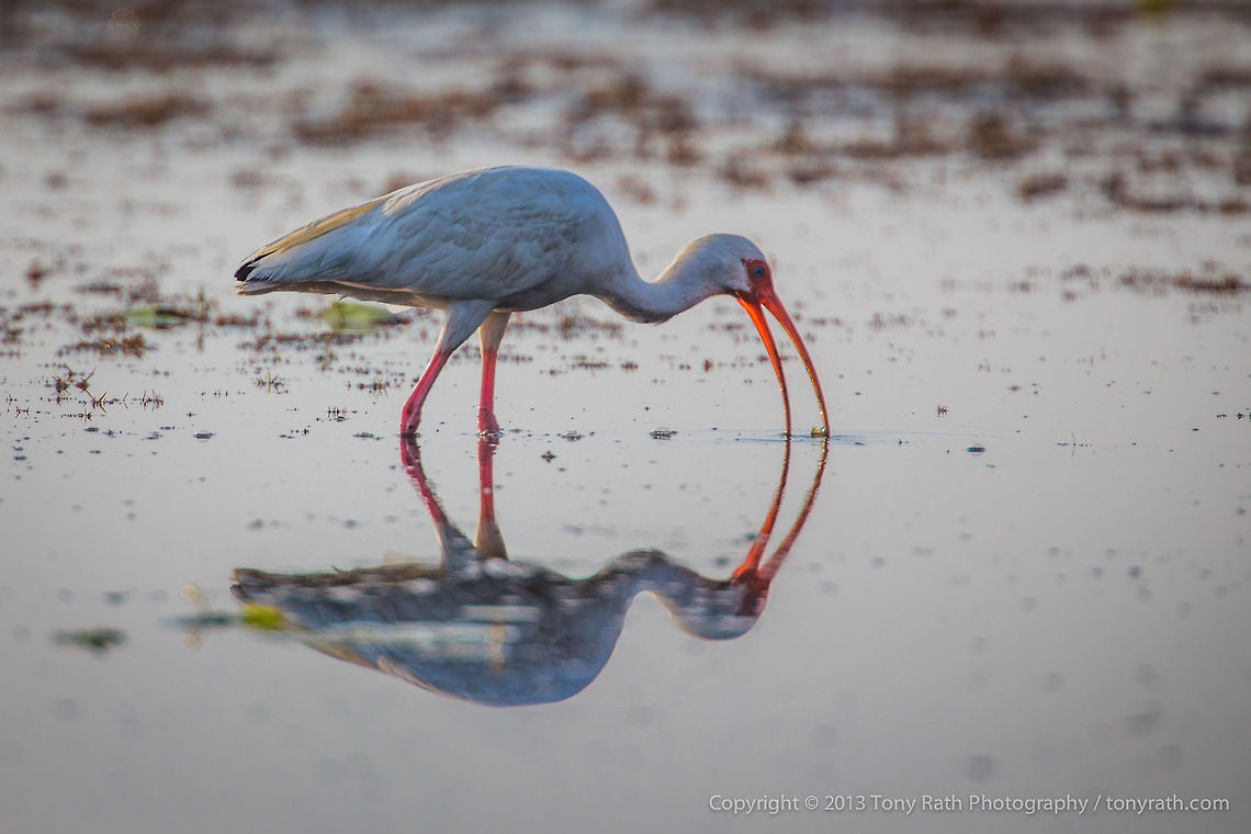White Ibis White Ibis Feeding, Crooked Tree Wildlife Sanctuary, Belize - TR_130320_CTWS8128 American White Ibis,Belize,CTWS,Crooked Tree Village,Crooked Tree wildlife Sanctuary,Eudocimus albus,protected area,waterbirds