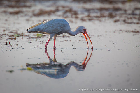 White Ibis White Ibis Feeding, Crooked Tree Wildlife Sanctuary, Belize - TR_130320_CTWS8128 American White Ibis,Belize,CTWS,Crooked Tree Village,Crooked Tree wildlife Sanctuary,Eudocimus albus,protected area,waterbirds